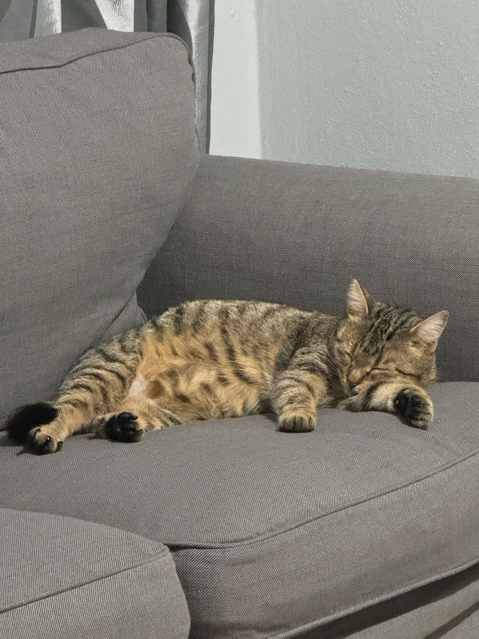 Müjgan - Sahiplenme İlanı